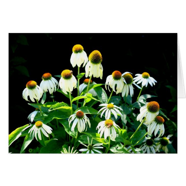 Cartão Flores margaridas (Frente Horizontal)