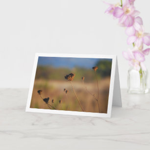 Cartão Flores Mortas Selvagens na Paisagem de Campo