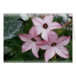 Cartão Flores nas Estrelas (Nicotainia)