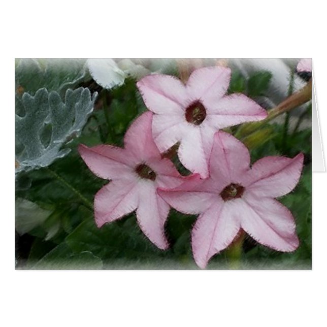 Cartão Flores nas Estrelas (Nicotainia) (Frente Horizontal)