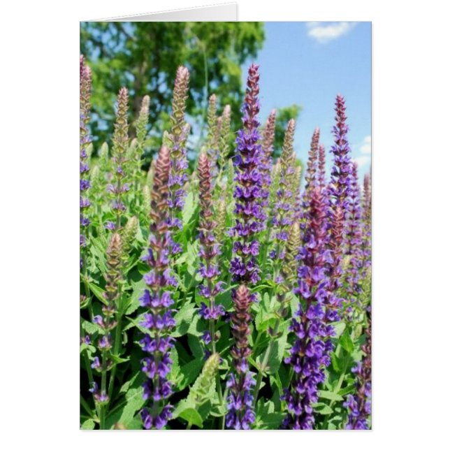 Cartão Flores no Céu (Frente)