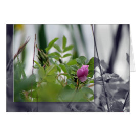 Cartão Flores no lago - Rosa