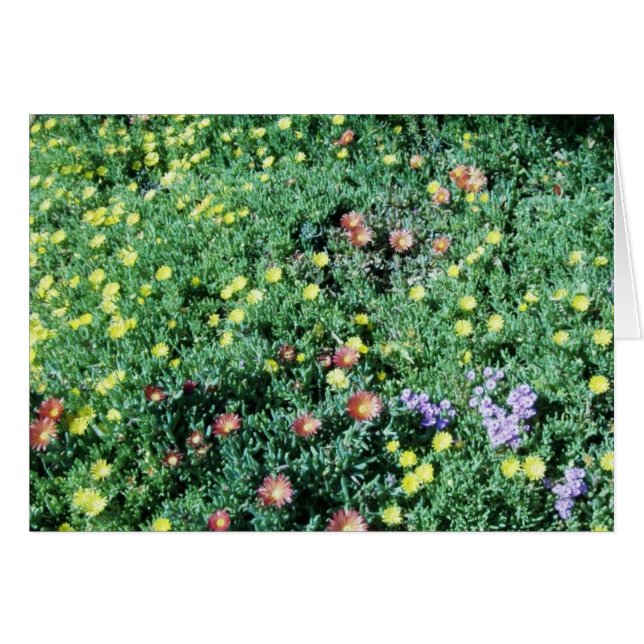 Cartão flores no méxico (Frente horizontal)