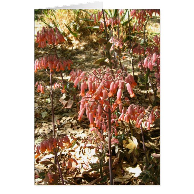 Cartão Flores no Parque Tangamanga (Frente)