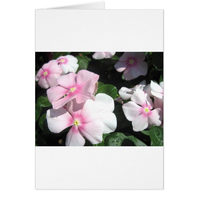 Cartão Flores Pequenas (Frente)