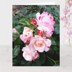 Cartão Flores rosas, Rosas Brancas Vermelhas Rosa