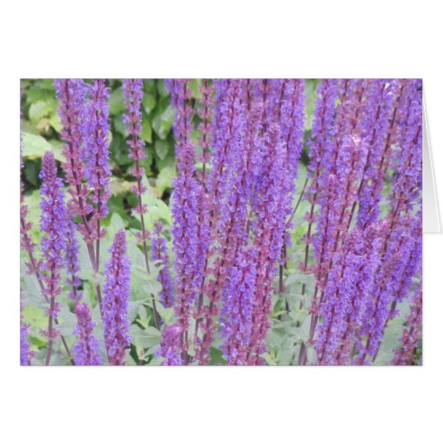Cartão Flores roxas, Bruges, Bélgica (Frente Horizontal)