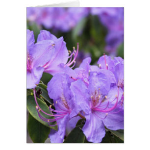 Cartão flores roxas de azálea, 杜 鹃 花