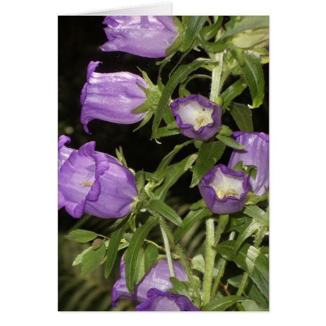 Cartão Flores roxas de Giverny (Frente)