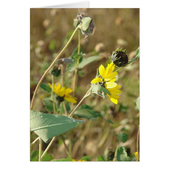 Cartão Flores selvagens (Frente)