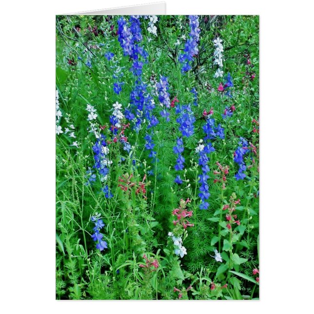 Cartão Flores Selvagens do Texas (Frente)
