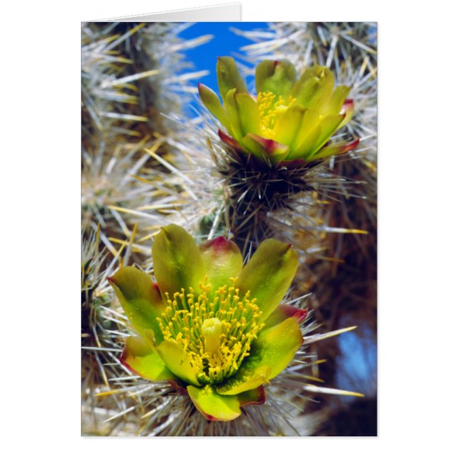 Cartão Flores Silvestres de Cacto Cholla Prateado (Frente)