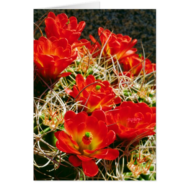 Cartão Flores Silvestres de Cactus do Cálice de Clarete (Frente)
