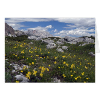 Cartão Flores silvestres Dolomite