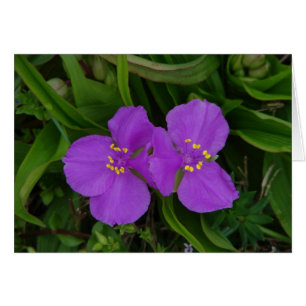 Cartão Flores silvestres Fachsia Spiderwort Primaveras Qu