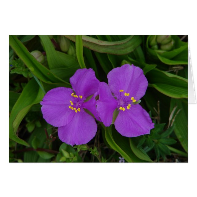Cartão Flores silvestres Fachsia Spiderwort Primaveras Qu (Frente Horizontal)