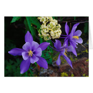 Cartão Flores Silvestres Mutantes Columbine
