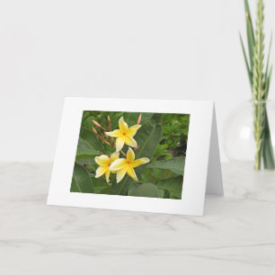 Cartão Flores Tropicais de Plumeria Amarela em Branco