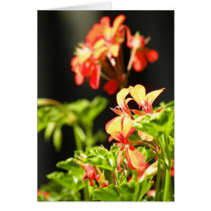 Cartão Flores ucranianas