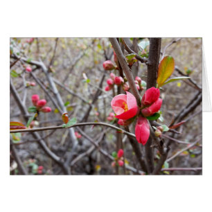 Cartão flores vermelhas