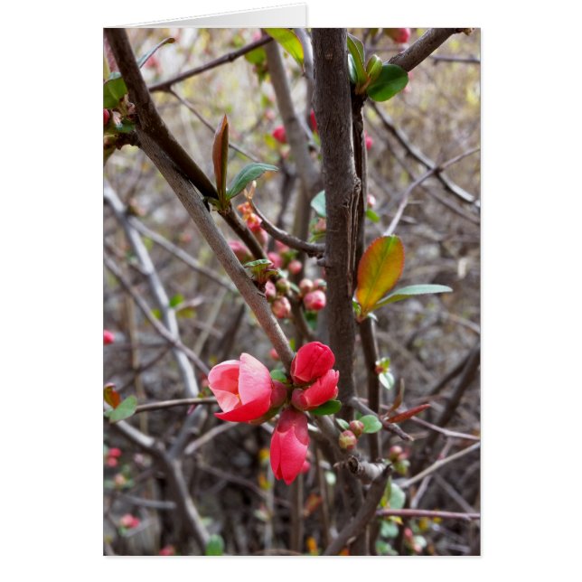 Cartão flores vermelhas (Frente)