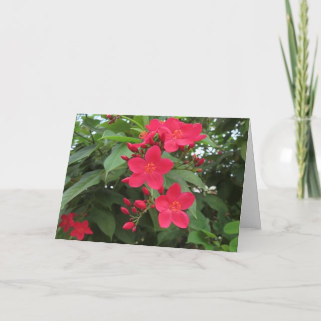 Cartão Flores Vermelhas de Jatropha (Frente)