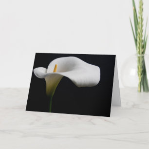 Cartão Flores White Calla Lily