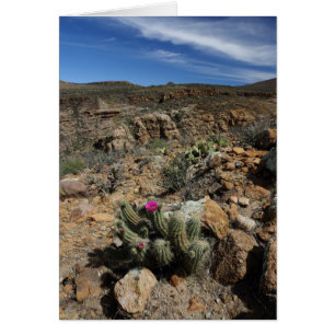 Cartão Florescência do cacto