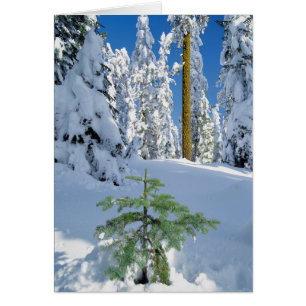Cartão Floresta Coberta de Neve em Oregon