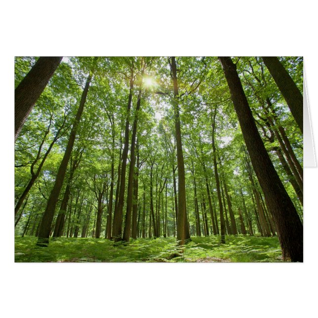Cartão Floresta com Sol Atrás (Frente Horizontal)