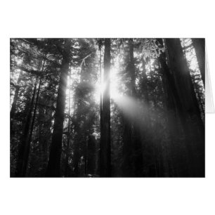 Cartão Floresta da sequóia vermelha