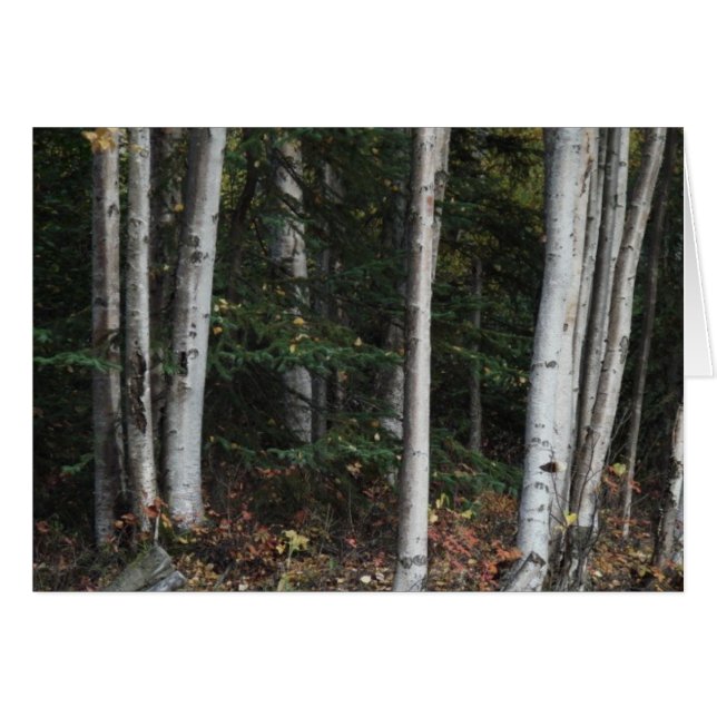 Cartão Floresta das Árvores por Logan Guinn (Frente Horizontal)