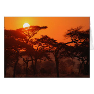 Cartão floresta de Acácia silhuetada ao pôr do sol, Taran