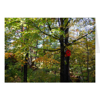 Cartão Floresta de outono de Orntario do Norte