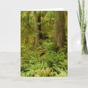 Cartão Floresta e Ferns Expurgados   Eco-a State Park, Or