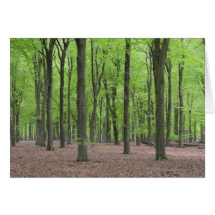 Cartão Floresta Holandesa