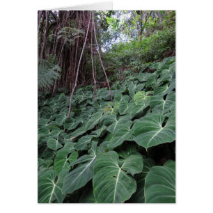 Cartão Floresta húmida havaiana