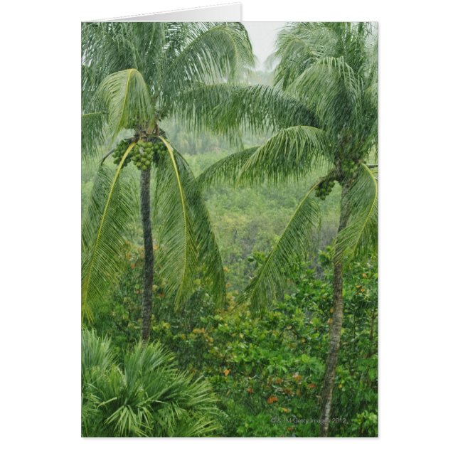 Cartão Floresta húmida tropical (Frente)