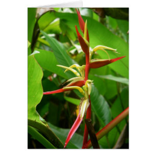 Cartão Floresta húmida Tropicals