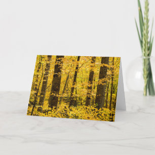 Cartão Floresta Nacional de Fall Pisgah