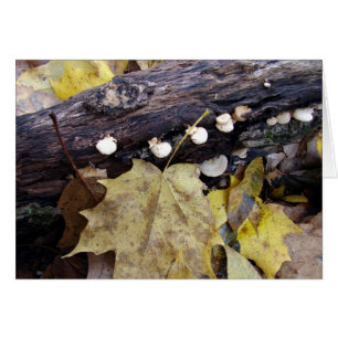 Cartão Floresta no Chão