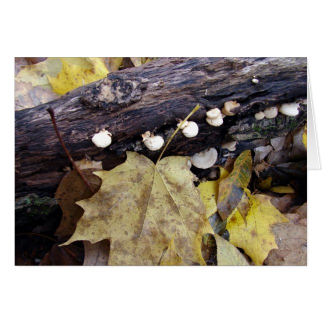 Cartão Floresta no Chão (Frente Horizontal)