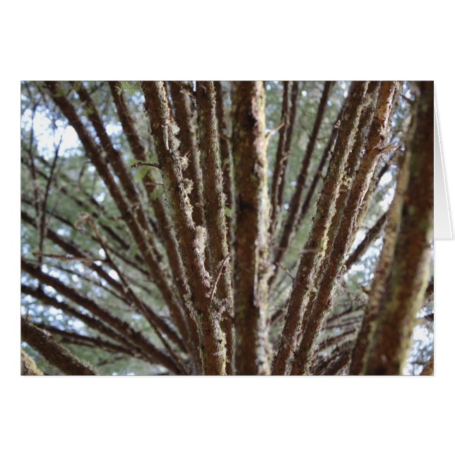 Cartão Floresta para as árvores (Frente horizontal)