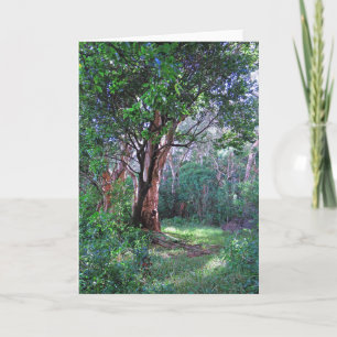 Cartão Floresta Rainha Havaiana