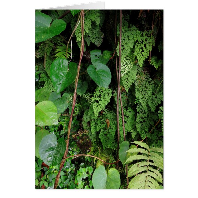 Cartão Floresta Rainha Havaiana (Frente)