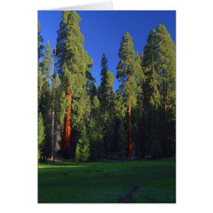 Cartão Florestal