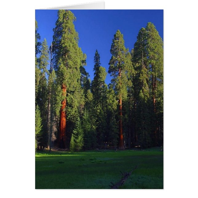 Cartão Florestal (Frente)