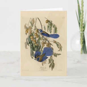 Cartão Florida Jay (Scrub-Jay) Audubon's Birds of America