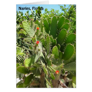 Cartão Flórida Semaphore Cactus Nápoles Jardim Botânic