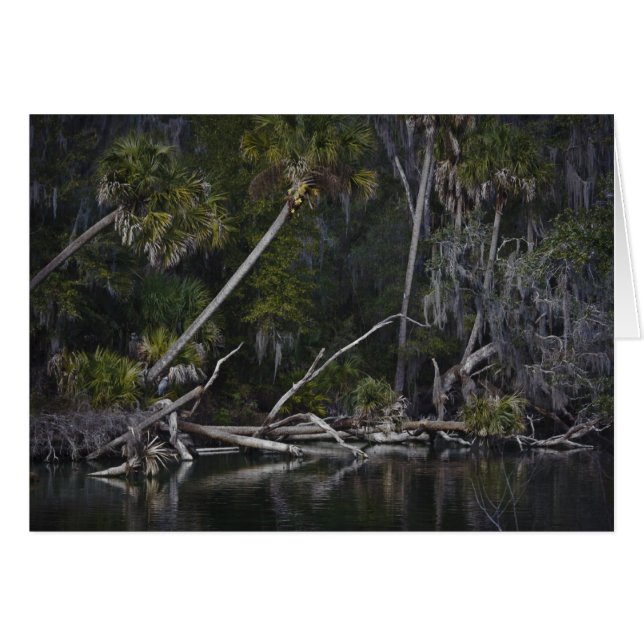 Cartão Flórida tropical (Frente horizontal)